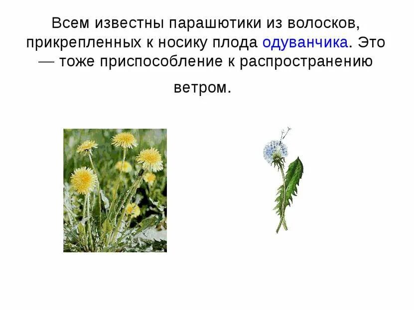 Онтогенез одуванчика. Размножение одуванчика. Приспособление для распространения одуванч. Одуванчик половое размножение. Как размножается одуванчик