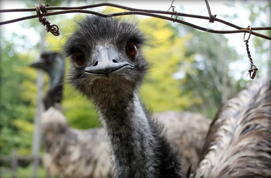 Emu o