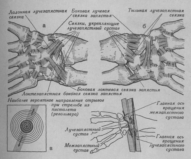 Первый запястно пястный сустав. Связки лучезапястного сустава анатомия. запястно-пястный сустав связки. тыльная лучезапястная связка лучезапястного сустава. мышцы и связки лучезапястного сустава.