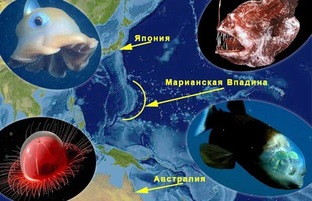 Рыба гадюка марианская впадина. Марианская впадина глубина обитатели. Марианская впадина с высоты птичьего полета. Марианская впадина вулкан дайкоку. Название марианской впадины.