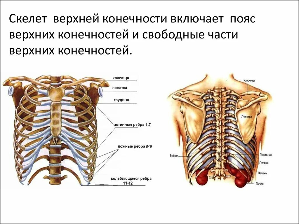 Пояс верхних конечностей. Скелет пояса верхних конечностей. Пояс верхних конечностей включает. Верхний пояс верхних конечностей.