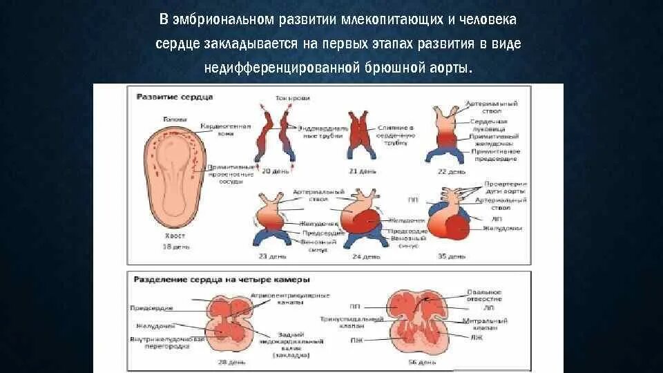 Половое созревание у млекопитающих. Этапы развития млекопитающих. внутриутробное развитие млекопитающих. эмбриональное развитие млекопитающих. стадии внутриутробного развития млекопитающих.