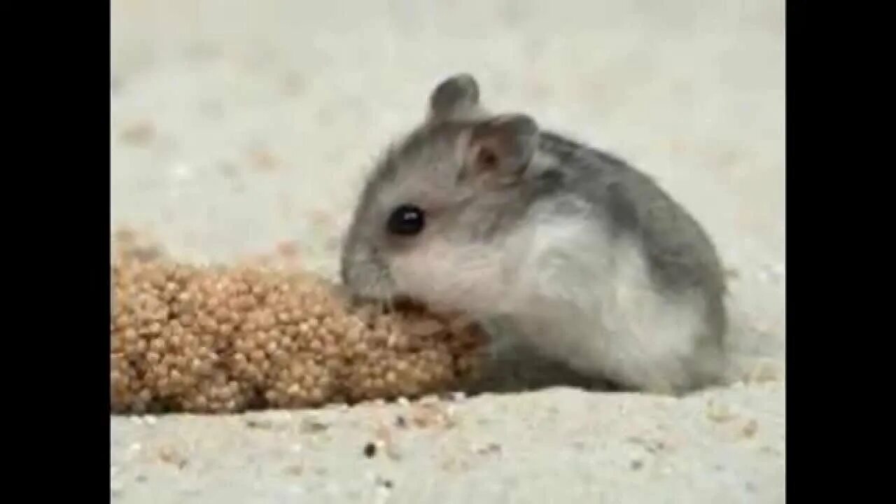 Hamster on the sofa. Хомяк на позитиве. Хомяк 3д модель. 3 хомяка. Хамстер 3 4 июня.