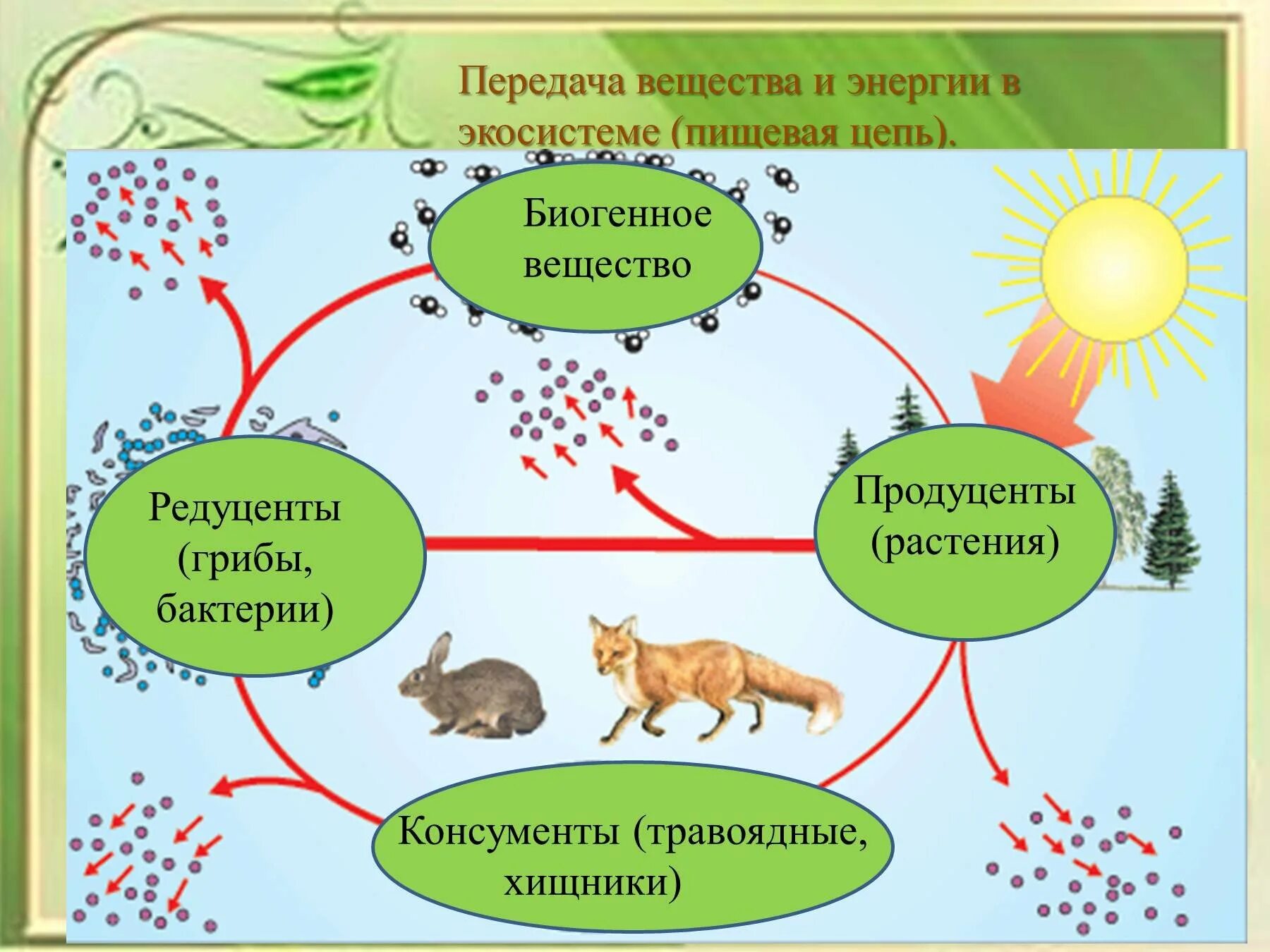 Дополни цепочку биологического круговорота недостающим звеном. Пищевая цепь питания редуценты консументы. Круговорот азота продуценты консументы редуценты. Круговорот веществ продуценты- консументы- редуценты 5 класс. Цепи питания организмов экосистемы продуценты консументы редуценты.