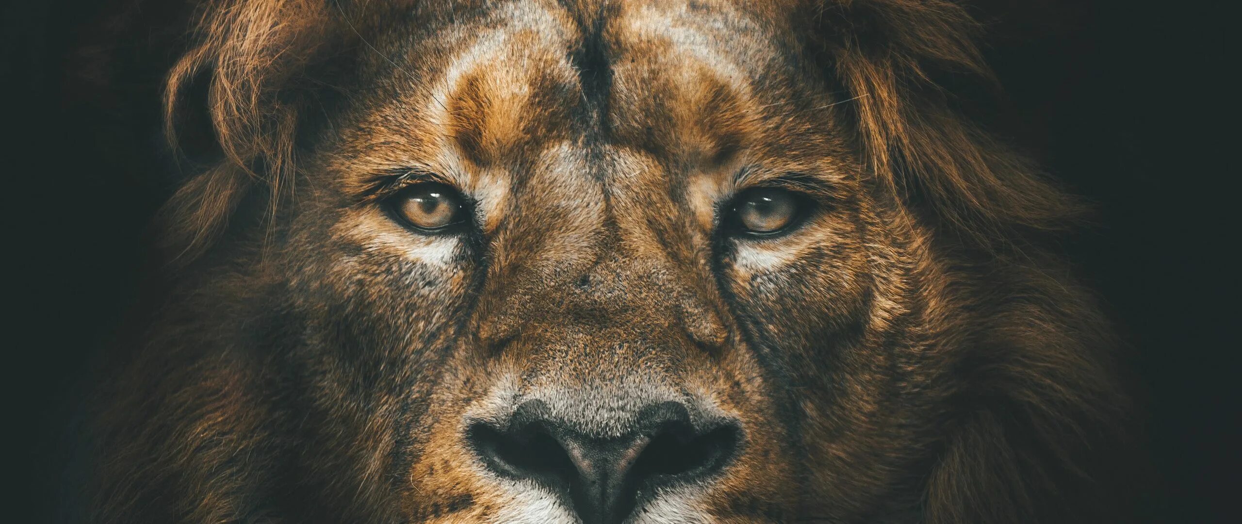 Взгляд Льва. Глаза Льва. Картинки на рабочий стол Лев. Взгляд хищника.