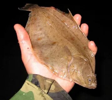 Камбала на что ловить в море