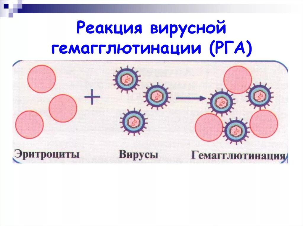 Гемагглютинация это