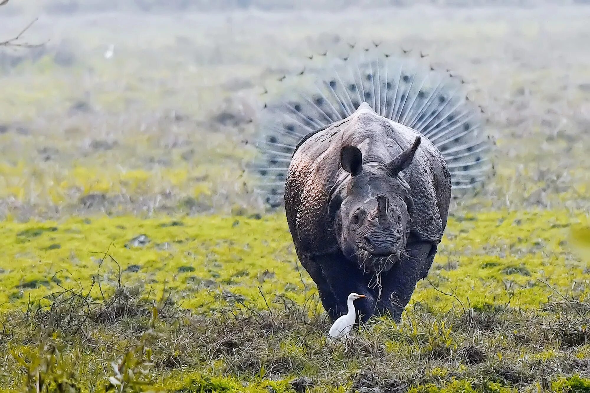 Конкурса comedy Wildlife Photography Awards. Уникальные животные. Дикие животные. Необычные животные. Самое смешное и интересное