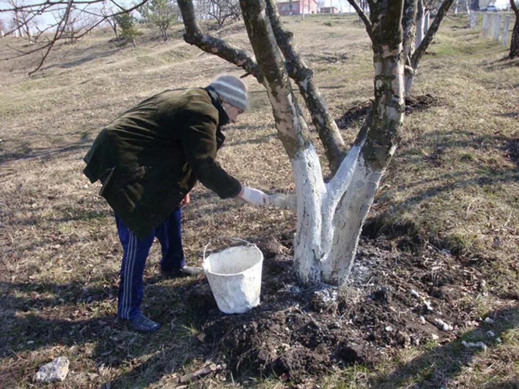 Садоводы подрезают ветви и белят стволы деревьев. Садоводы подрезают ветви и белят стволы деревьев
