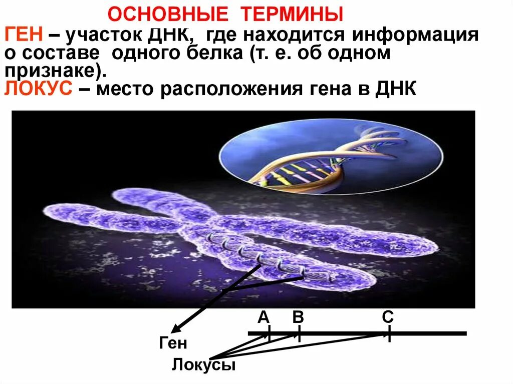 Геном называют. Где находятся гены. Где находится ДНК. Где находится ДНК У человека. Локус ДНК.