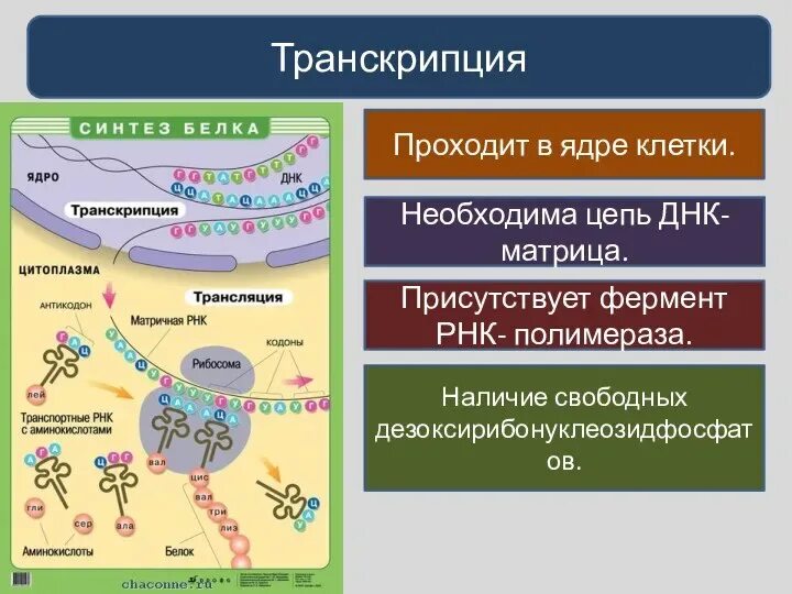 Роль РНК В реализации наследственной информации. Роль нуклеиновых кислот в реализации наследственной информации. Роль в реализации наследственной информации