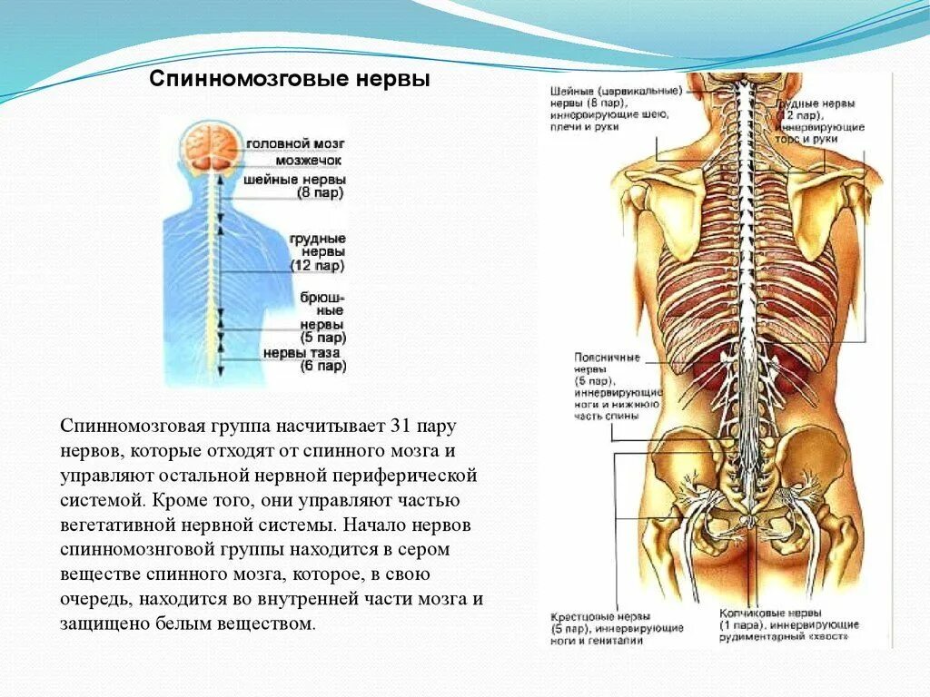 Спинной мозг 31 пара нервов. Спинномозговые нервы 31 пара таблица. 31 Пара спинномозговых нервов функции. Спинные нервы. Сколько пар спинномозговых нервов отходит от спинного