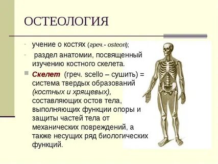 Остеолог врач. Остеолог врач