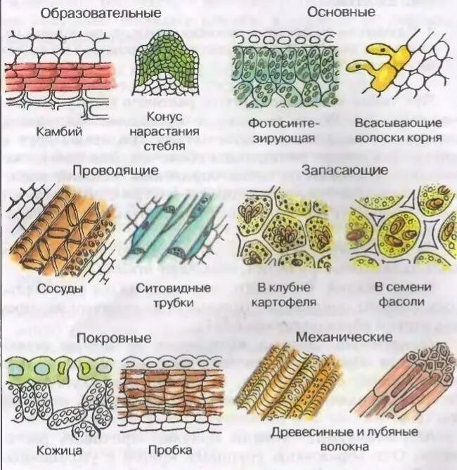 Образовательная и покровная ткань в биологии. Покровные ткани растений биология. Покровная, образовательная, механическая ткани растений. Рисунок основной ткани растений биология 6 класс. Виды растительных тканей рисунки