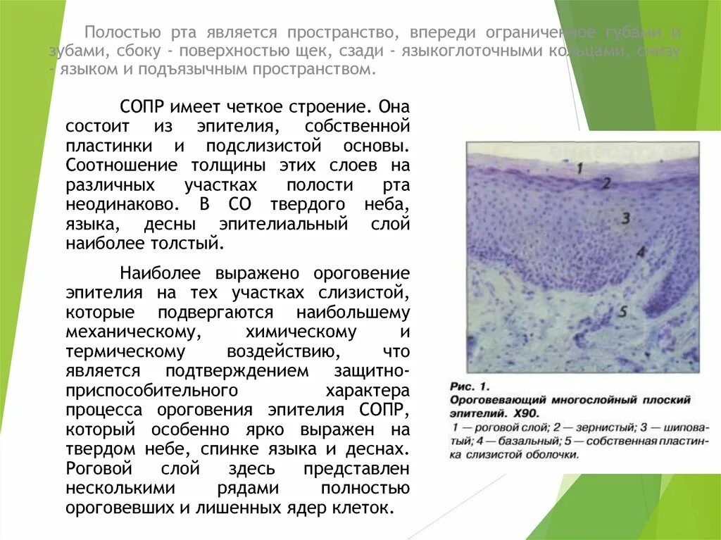 Строение слизистой полости рта слои. Слизистой оболочки ротовой полости. Строение слизистой ротовой полости. Особенности слизистой оболочки ротовой полости. Слои слизистой полости рта