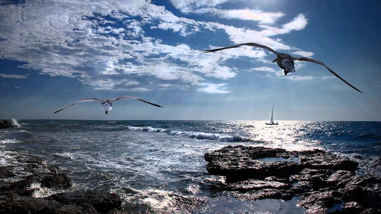 Прибой чайка. Полет птицы над морем. Птицы над морем. Чайки над морем. Буревестник над морем.