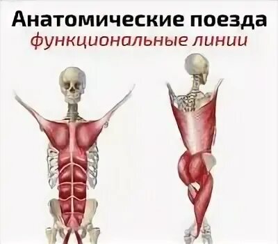 Анатомические поезда Майерса. Анатомические поезда плакаты. Плакат анатомические поезда спиральная линия.