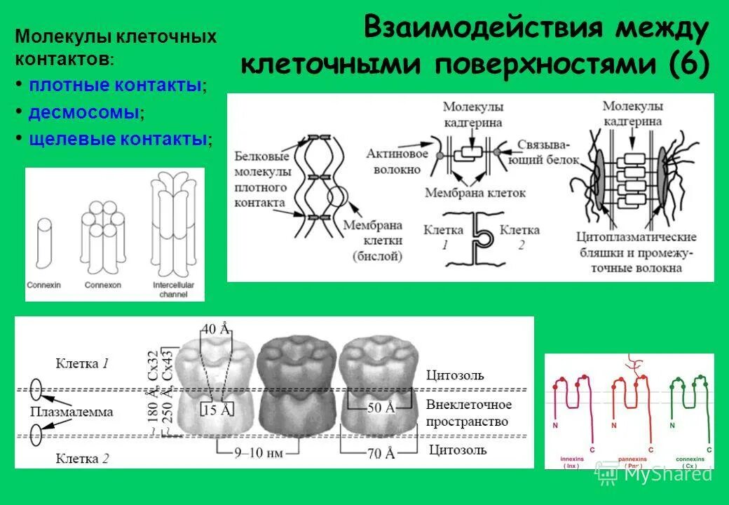 щелевые контакты между клетками. рецепторы внеклеточного матрикса.