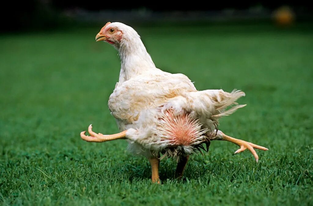 Is a four legged. Четырехлапый цыпленок.