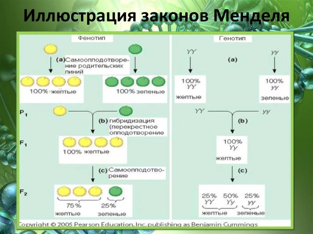 Законы Менделя. Законы Грегора Менделя. Схема иллюстрирующая первый закон Менделя. Законы Менделя биология. Мендель второе поколение гибридов