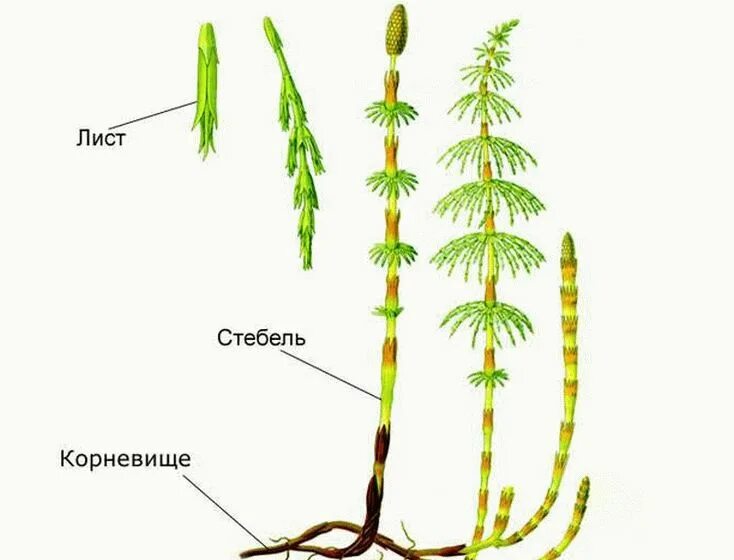 Стебель хвоща функция