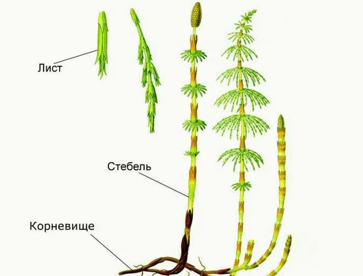 Плауновые хвойные папоротниковые однодольные корневая система