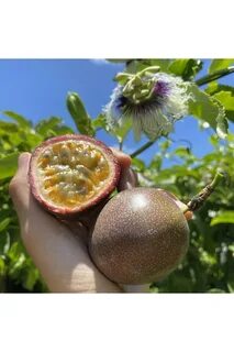 Маракуйя прибрежное