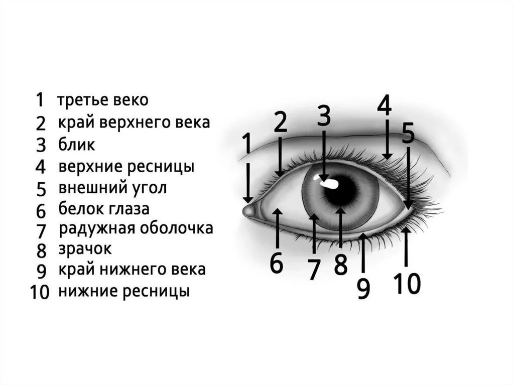 Нижнее 3 веко. Внешнее строение глаза человека схема. Строение глазного века схема. Строение Нижнего века глаза. Части глаза название.