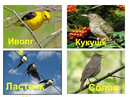 Кукушка иволга