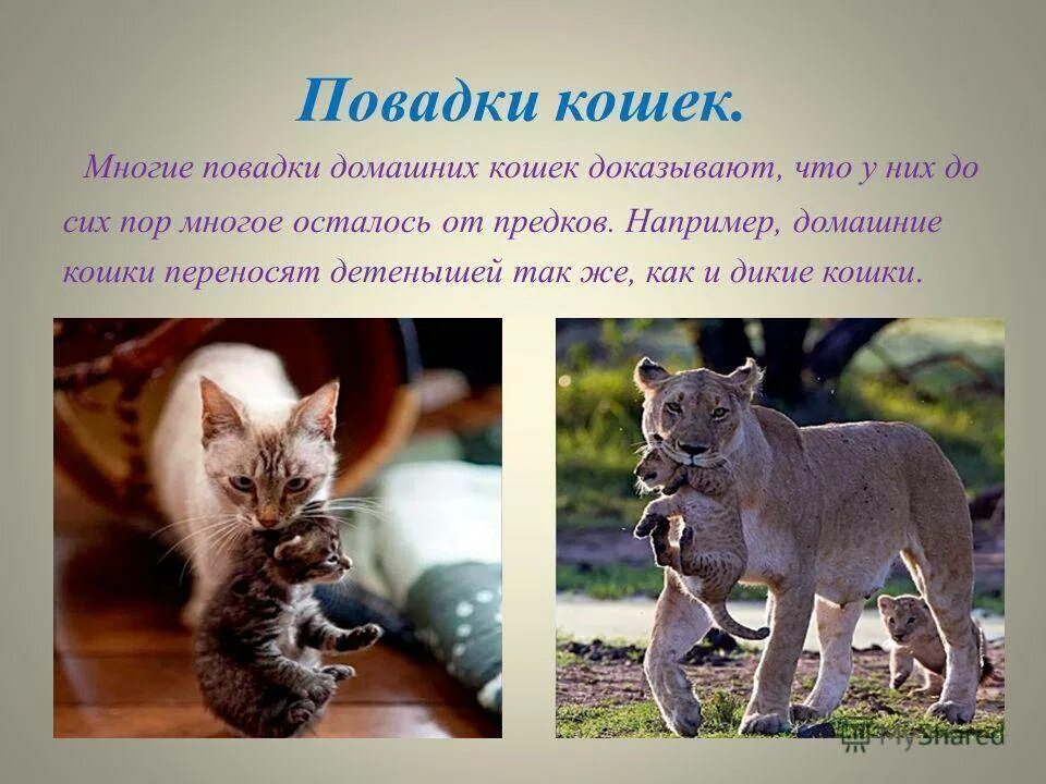 Понаблюдайте за своим домашним животным обратите