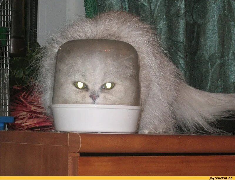 Кот инопланетянин мем. Кот со смешной прической. котик инопланетянин. кот пугает.