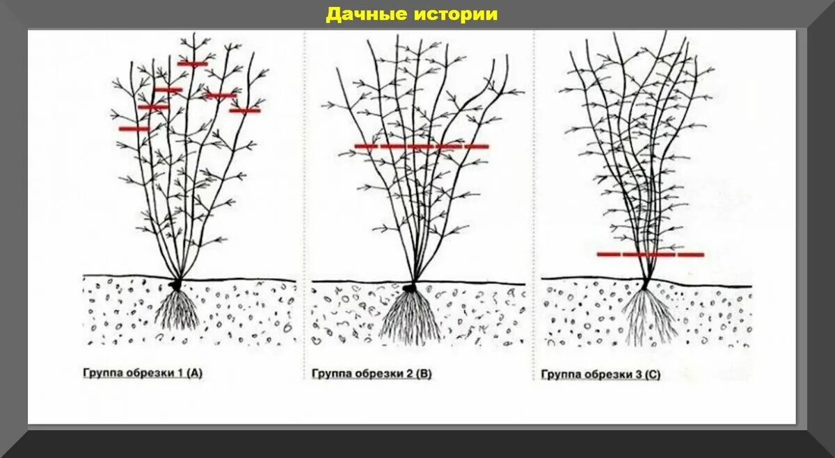 Как сохранить клематис зимой. Клематисы группы обрезки. клематисы i группы обрезки. корневая система клематиса схема. обрезка клематиса весной.