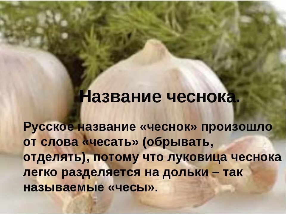 Как будет чеснок по английски. Чеснок презентация. интересные факты о чесноке. информация о чесноке. рассказ о чесноке.