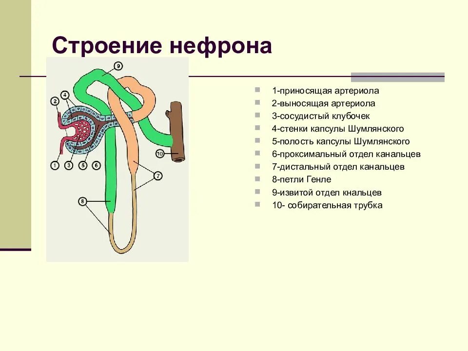 Из чего состоит нефрон. Схема строения нефрона почки. структуры нефрона анатомия. двухслойная капсула нефрона. капсула клубочка нефрона строение.