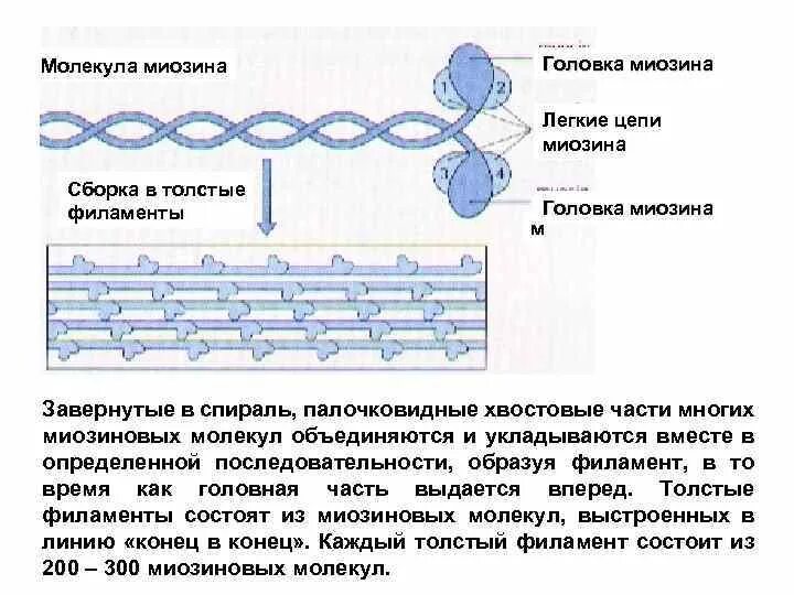 Белок миозин 2. Миозиновый филамент строение. Строение белка миозина. Строение миозинового филамента биохимия. Миозин структура и строение.