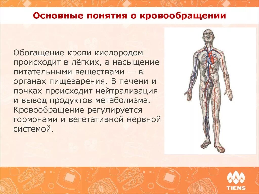 Обогащение легких кислородом. Обогащение крови кислородом. Кровь обогащается кислородом в. Понятие о кровообращении. Где происходит обогащение крови кислородом.