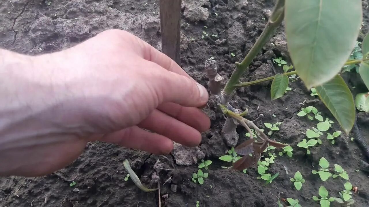 Можно ли пересадить орех. Идеал орех грецкий сад посадка. грецкий орех саженец листья. посадка саженца грецкого ореха весной. прививка грецкого ореха весной.