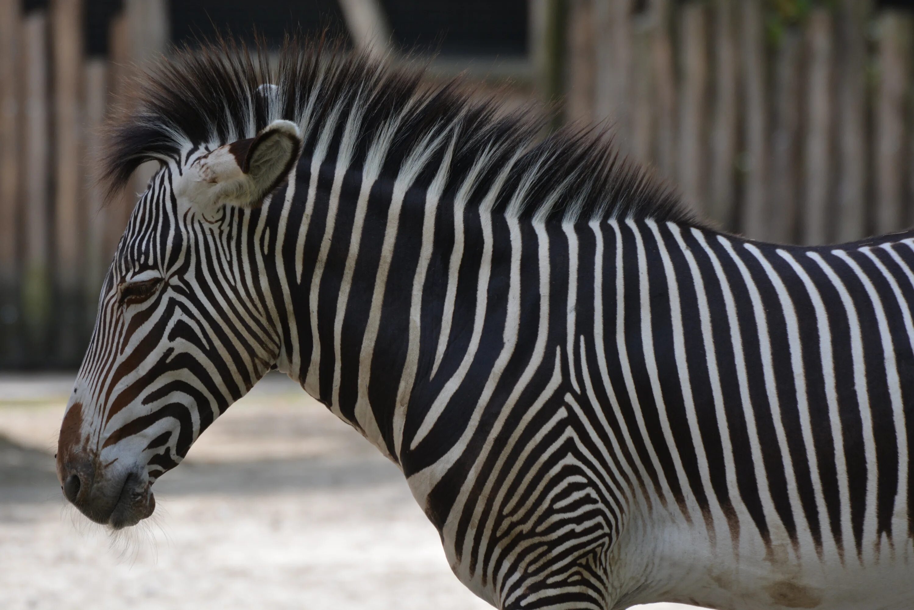 Zebra lanes