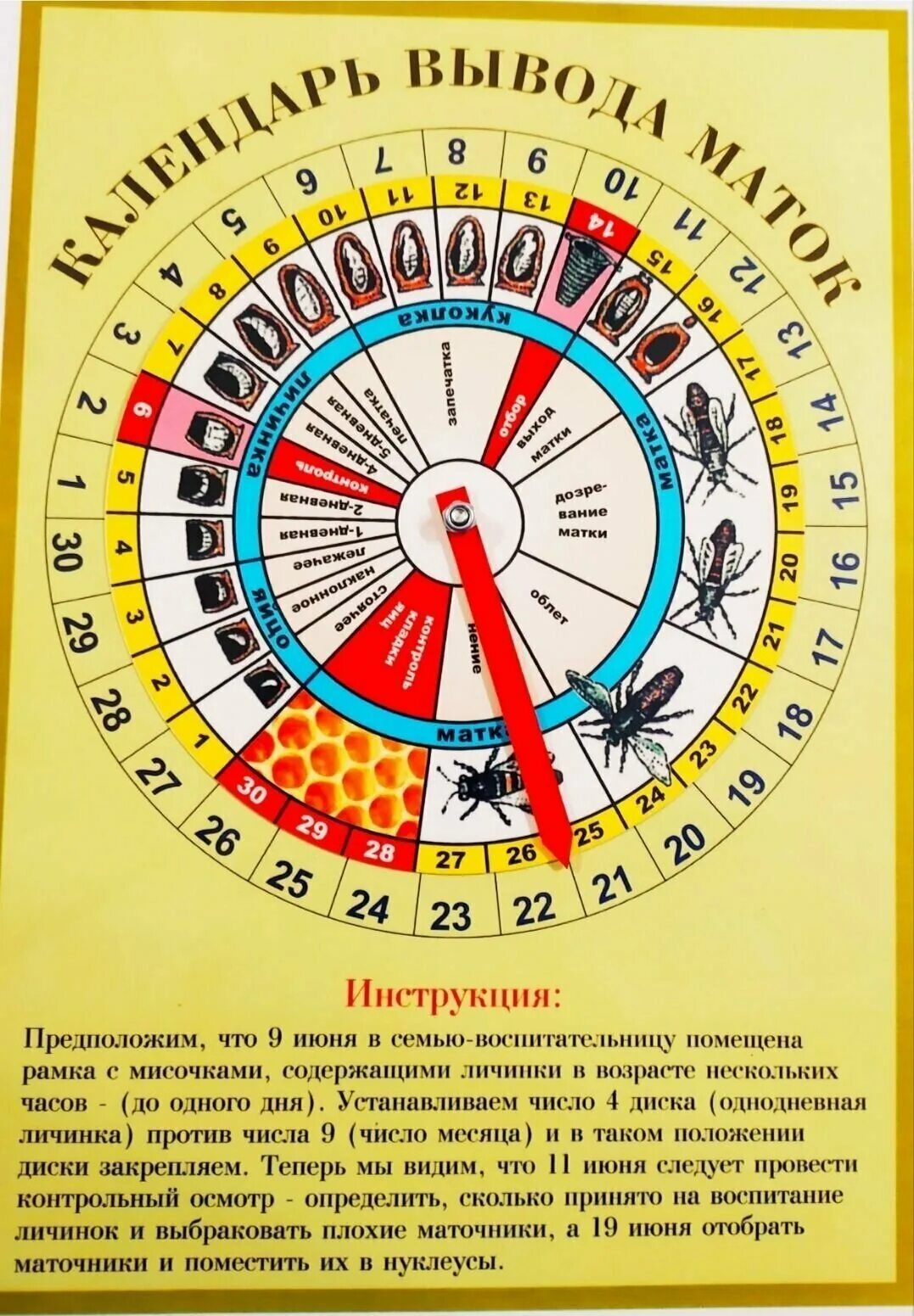 Календарь пчелиной матки. Таблица вывода пчелиных маток. Календарь для пчеловода. Календарь пчелиной матки. Календарь пчеловода вывода маток.