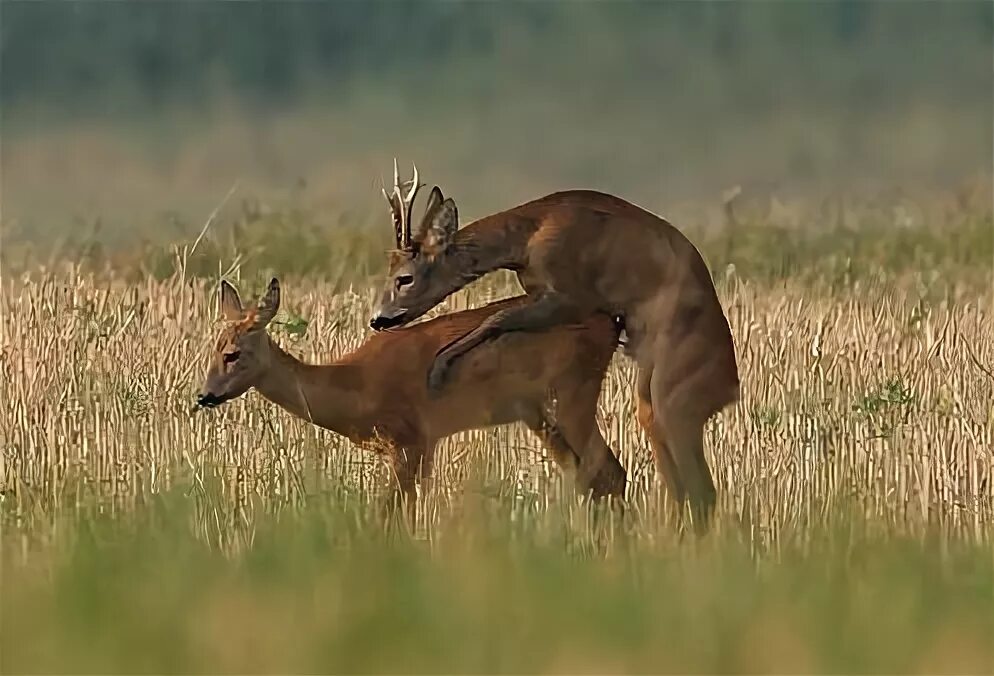 Косуля время гона. Косуля самка. Спаривание оленей. Косуля самец.