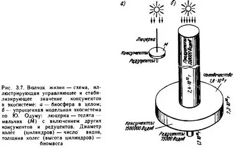 Принцип волчка