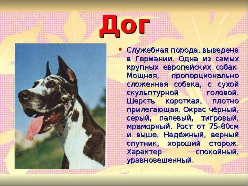 Доклад о домашних животных собака. Интересные сведения о собаках. Собаки рассказы о них. Описать породу собак немецкая овчарка. Собаки рассказы о них.