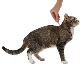 Миртацен для кошек