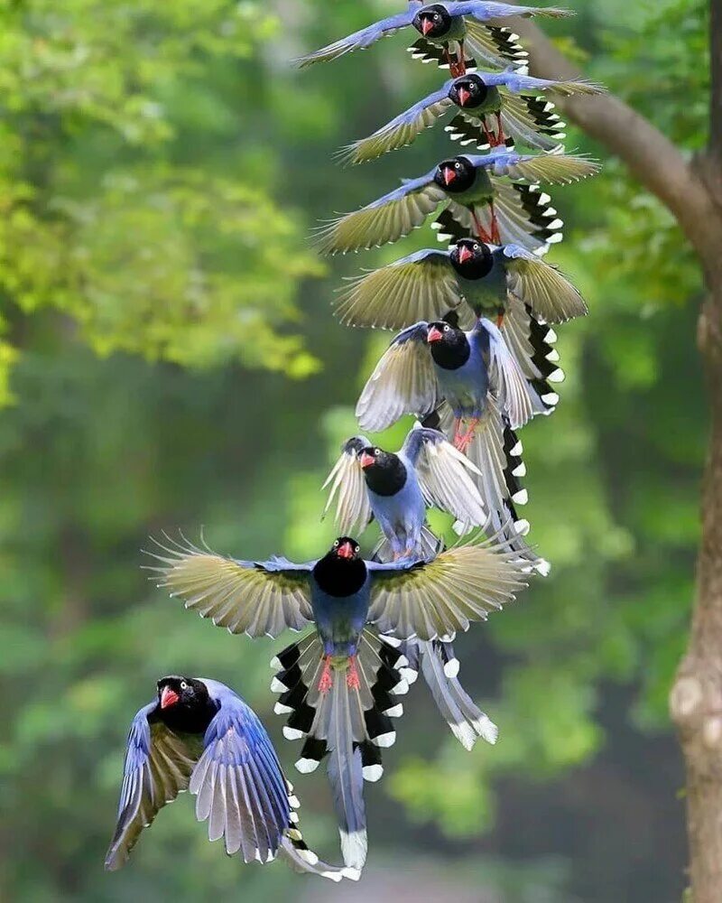 Виды красивых птиц. Амазонский венценосный мухоед. Королевский венценосный мухоед. Амазонский Королевский мухоед. Красивые птицы.