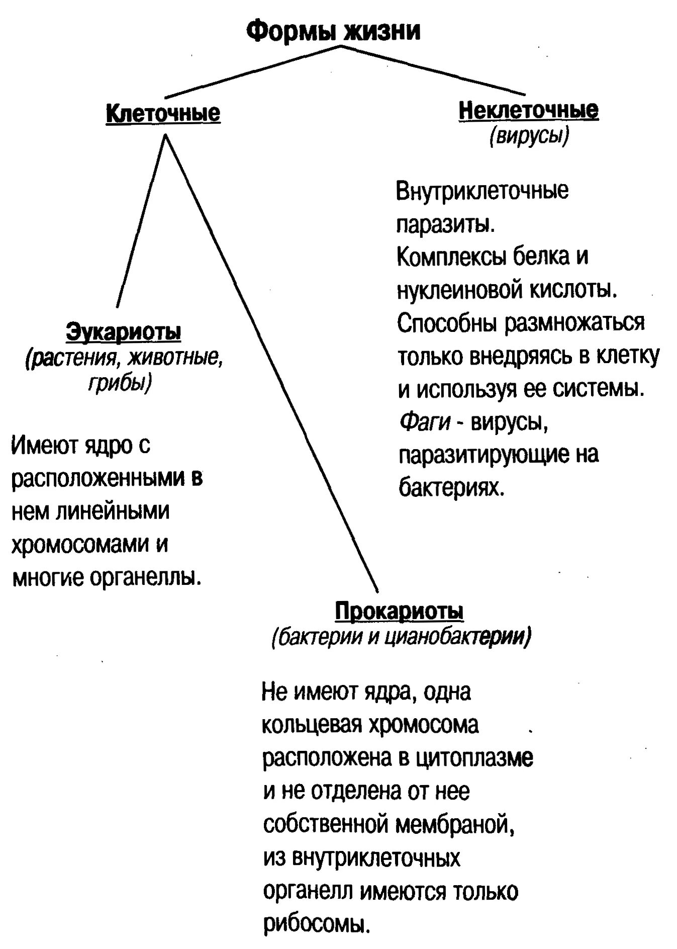 Жизненные формы клетки. Формы жизни клеточные и неклеточные таблица. Прокариоты и эукариоты формы жизни. Классификация прокариот и эукариот. Прокариоты и эукариоты схема.