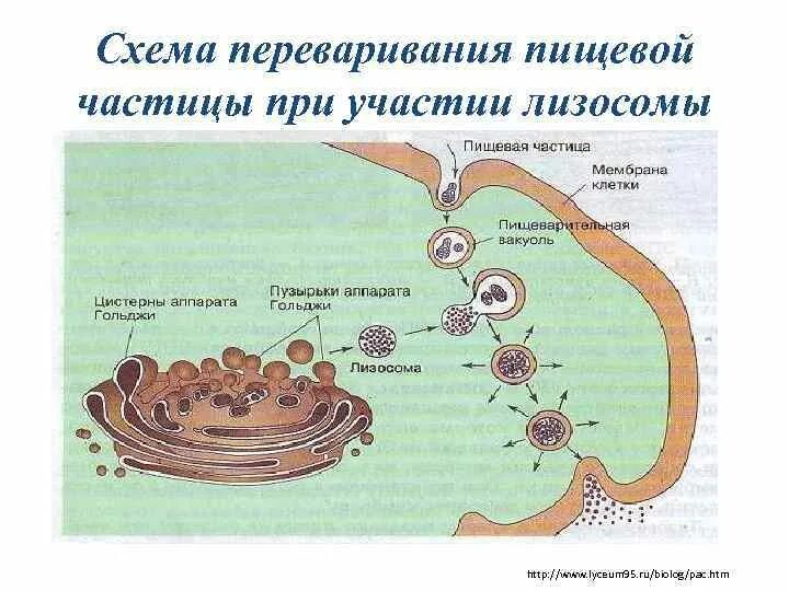 Схема переваривания пищевой частицы при участии лизосомы. Строение мембраны эукариотической клетки схема. Аппарат Гольджи эукариотической клетки. Схема строения лизосомы.