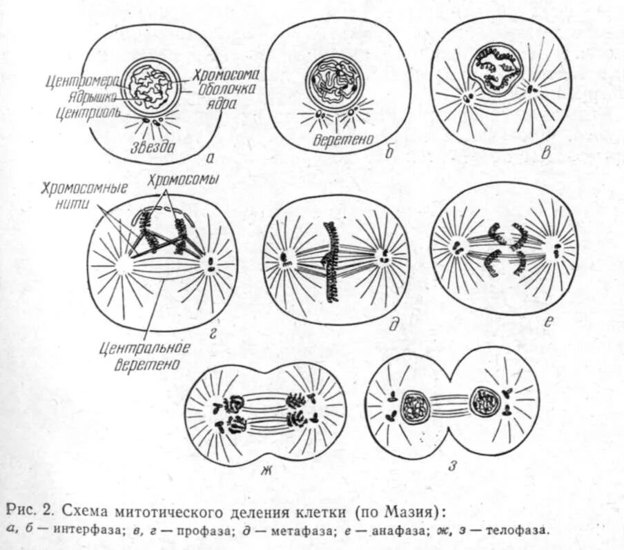 Фазы деления клетки рисунок. Схема митотического деления клетки. Фазы митоза схема. Схема основных стадий митоза. Общая схема митоза эукариотических клеток.