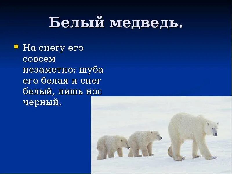 Белый медведь нападает. Загадка о белом медведе для дошкольников. Загадки про арктику. Загадка про белого медведя. Поговорки про арктику.