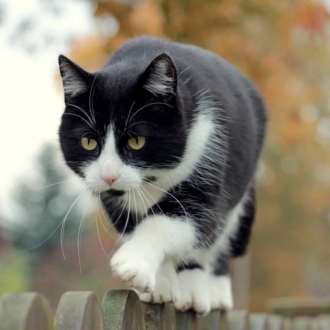 Кот васька белый. Cat lying in two hoops. Кот васька белый. Кот васька белый. Черные.