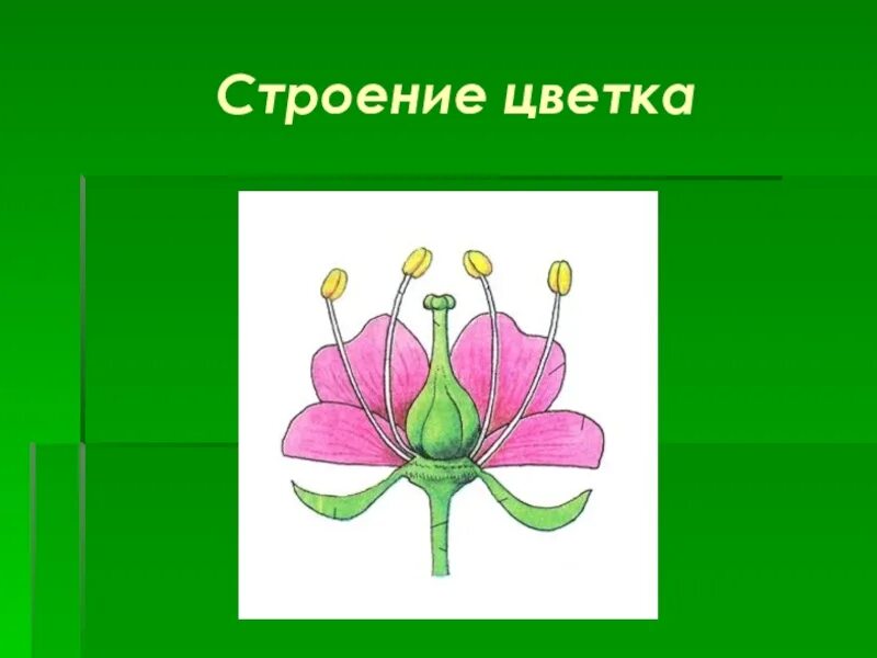 Строение цветка. Строение цветка растения. Строение цветка биология. Строение цветка рисунок.
